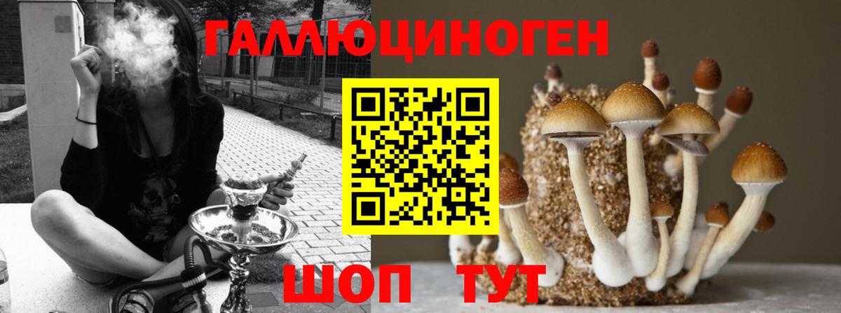 Псилоцибиновые грибы Psilocybe Бирск